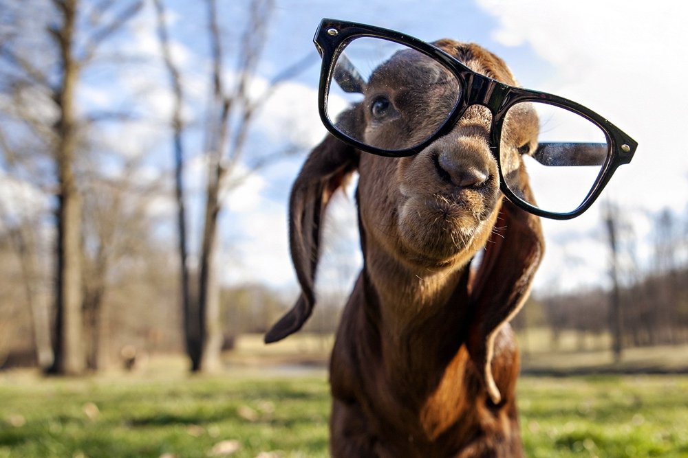 Plantilla de meme Millennial Hipster Goat