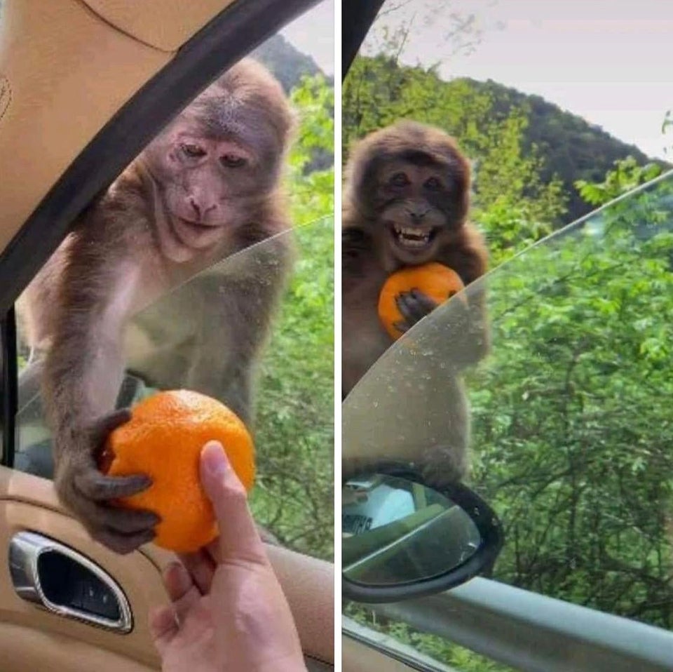 Plantilla de meme monkey getting an orange