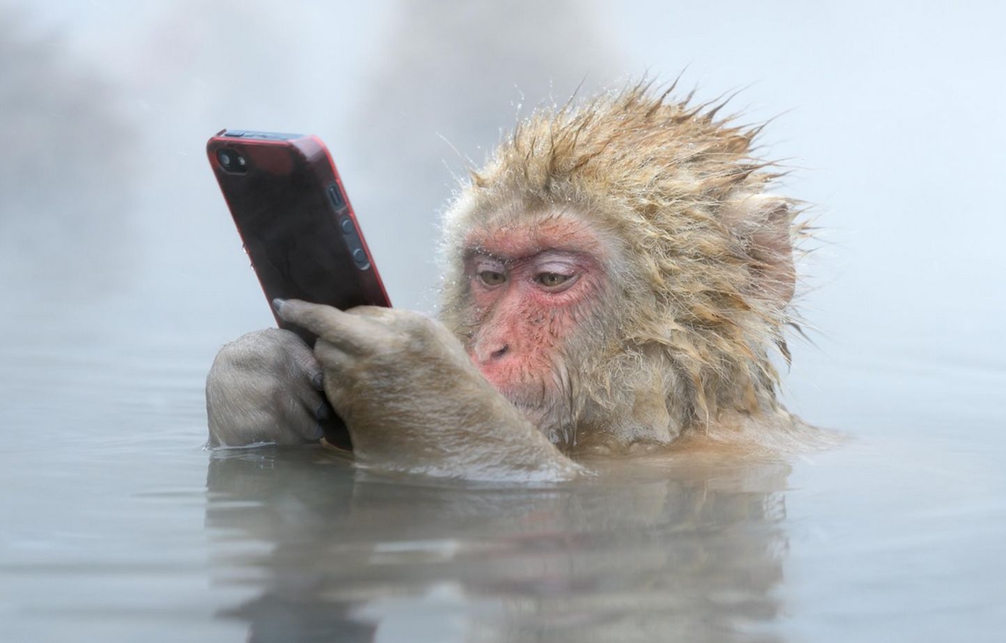 Template meme monkey in a hot tub with iphone