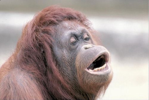 Plantilla de meme Monkey OOH