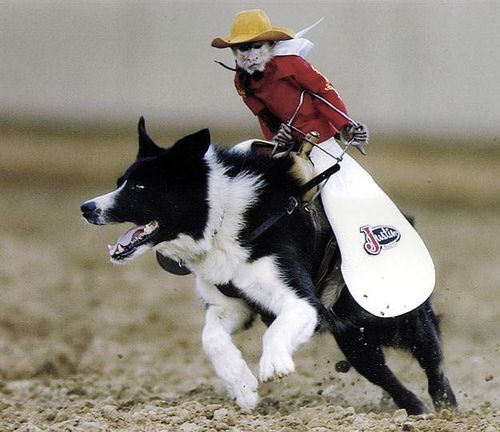Plantilla de meme monkey riding a border collie