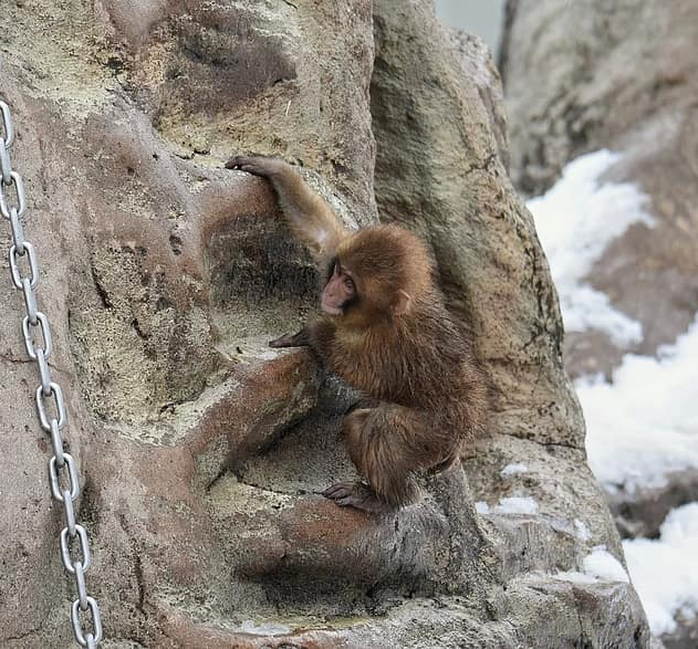 Plantilla de meme monkey rock climbing
