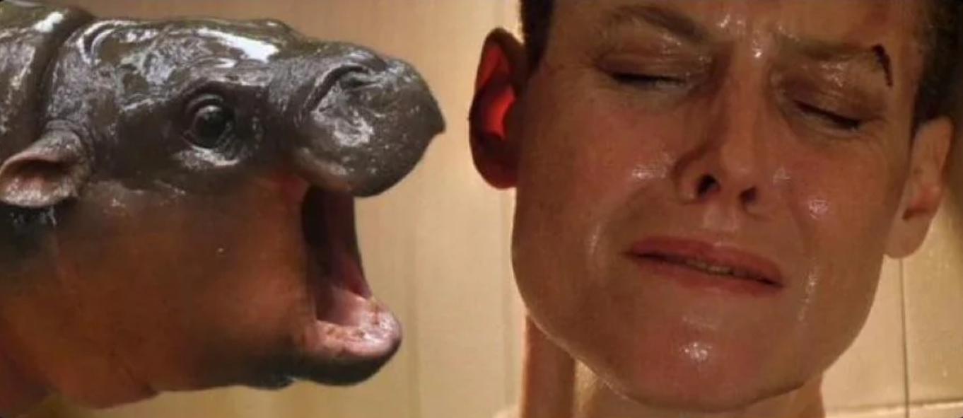 Template meme Moo deng alien
