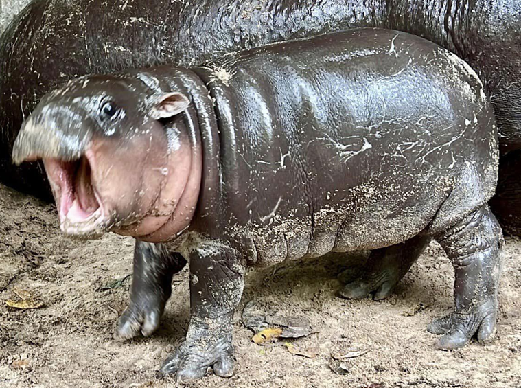 Plantilla de meme moo deng hippo
