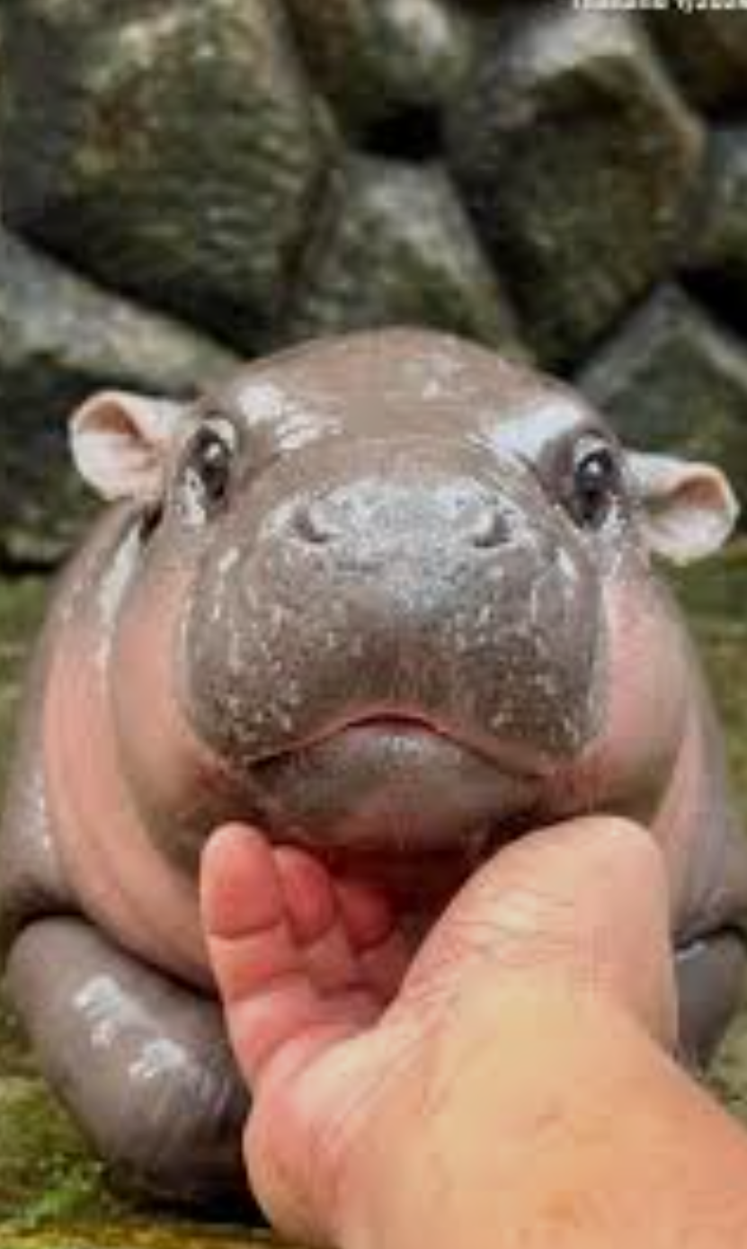 Plantilla de meme Moo Deng looking cute