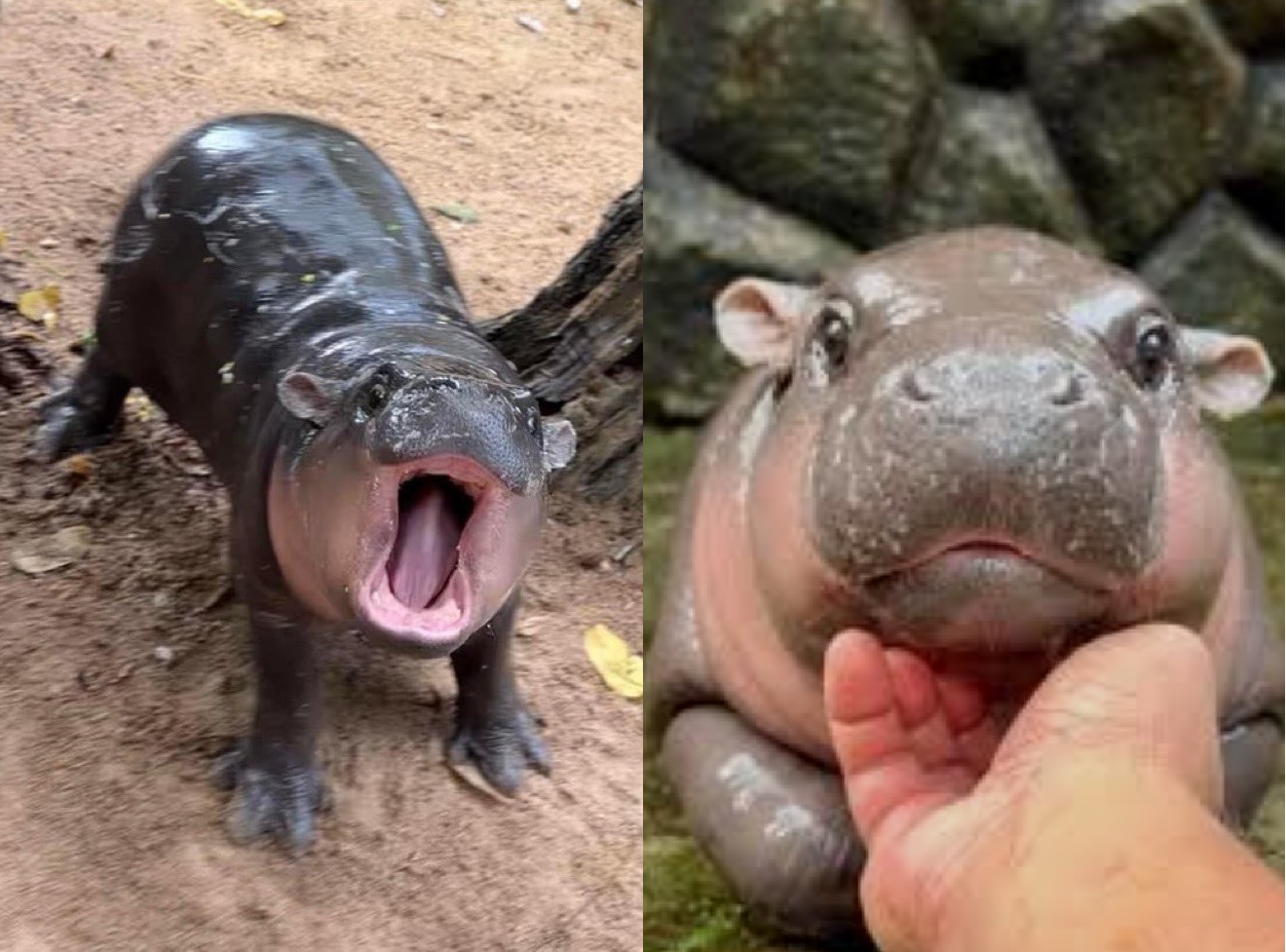 Template meme moo deng rawr and kalm