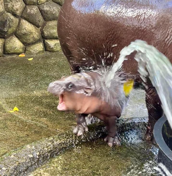 Plantilla de meme Moo deng water spray