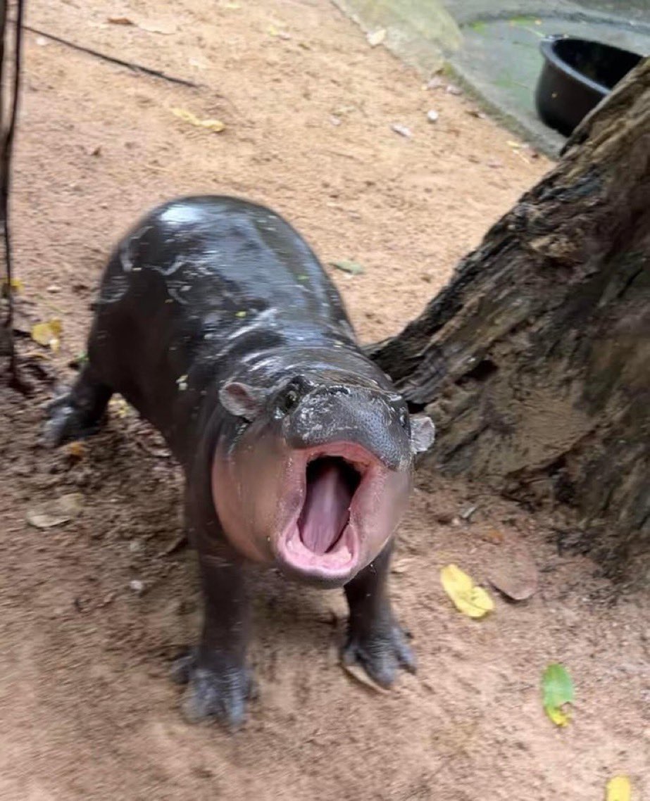 Template meme Moo Deng World Peace