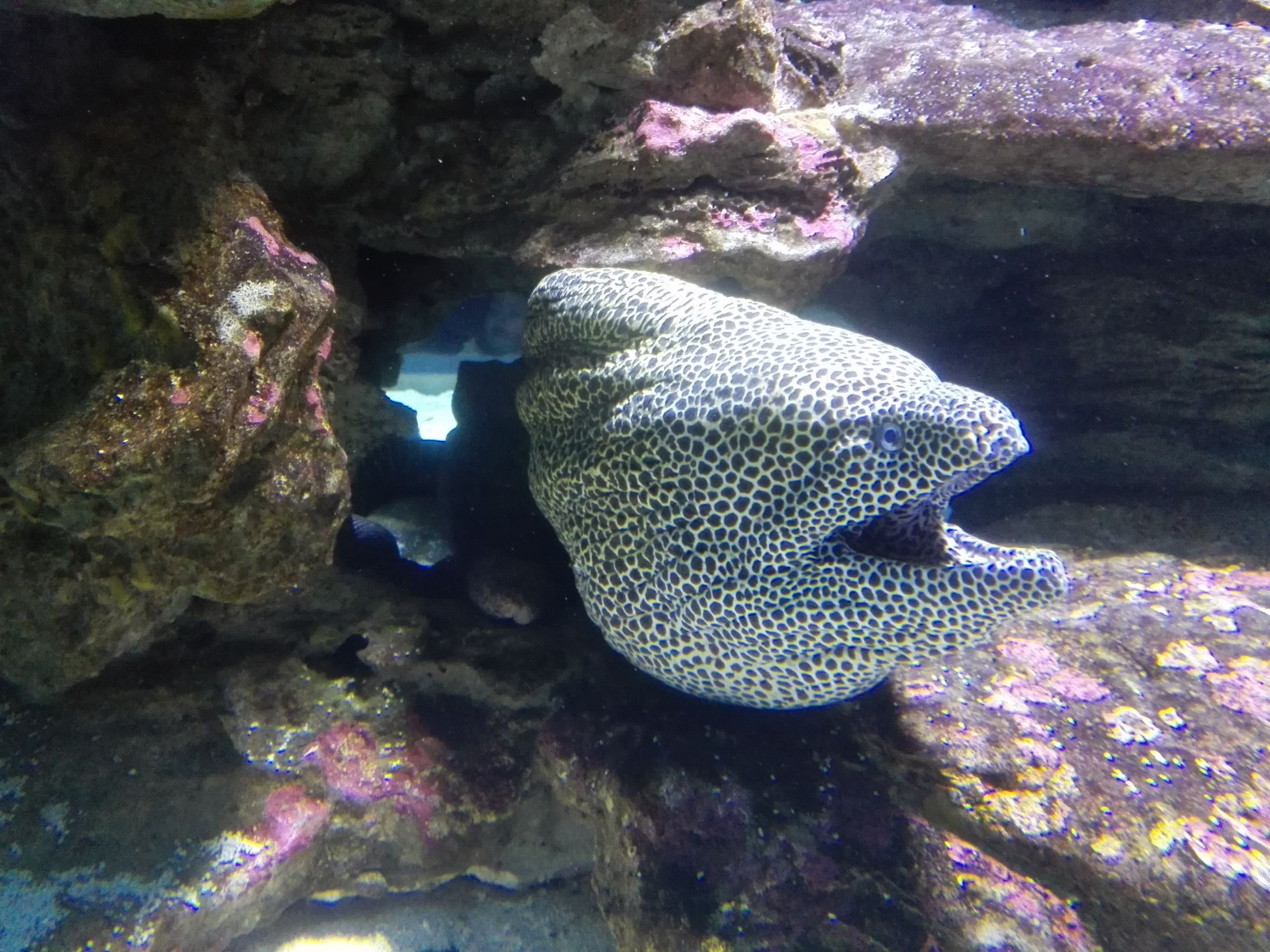 Moray Eel meme template