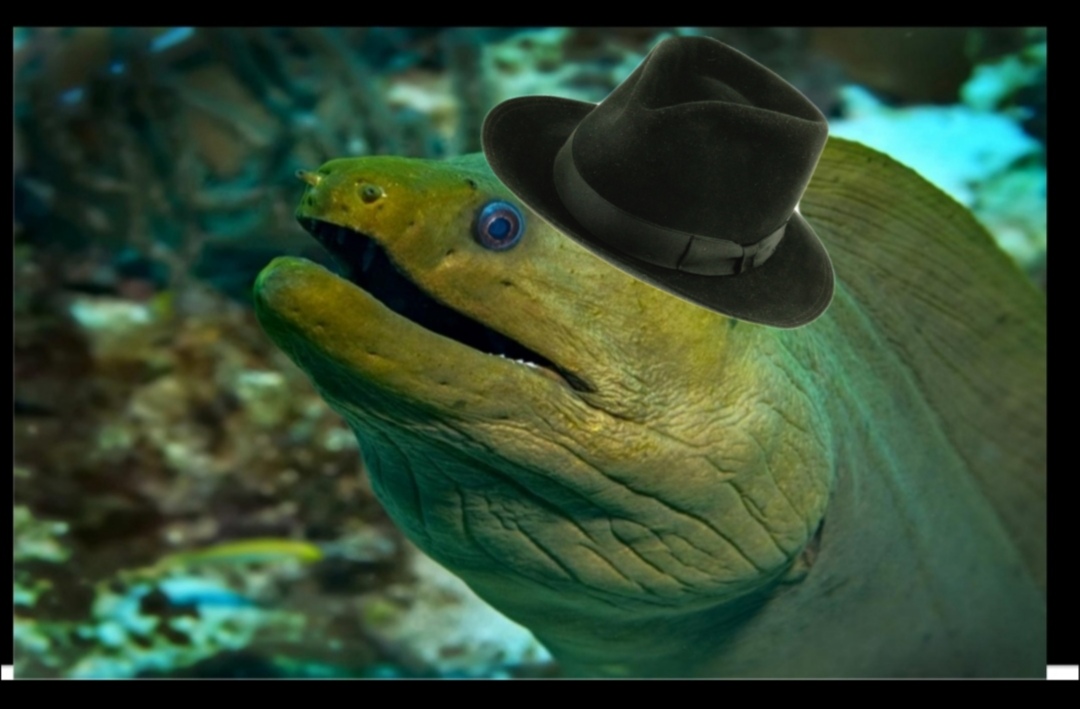Moray eel in a fedora meme template
