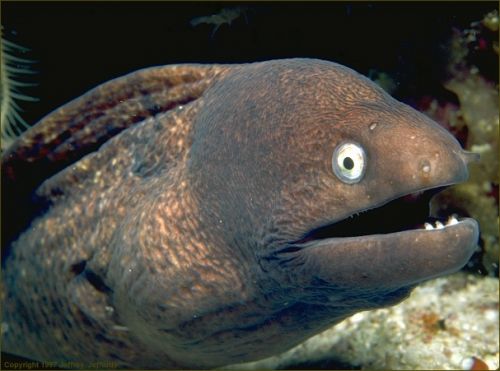 Moray Eel Meme Bad Joke meme template