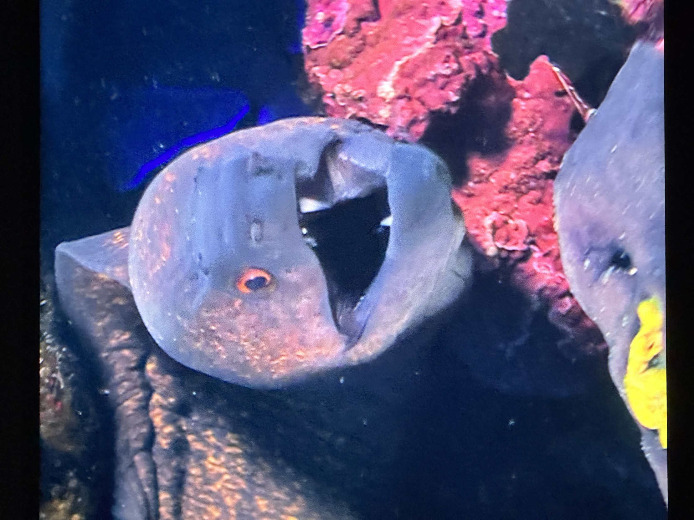 Plantilla de meme Moray eel salesman