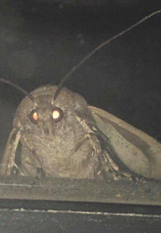 Moth meme template