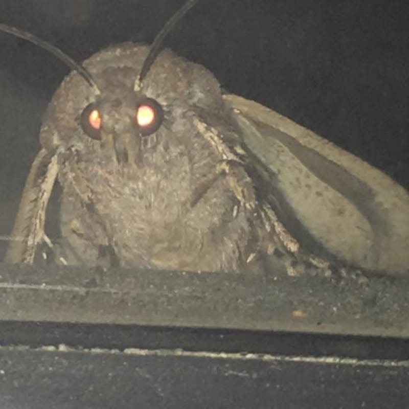 Moth lamp meme template