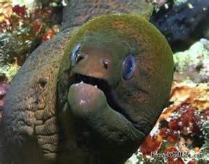 Mother of god eel meme template