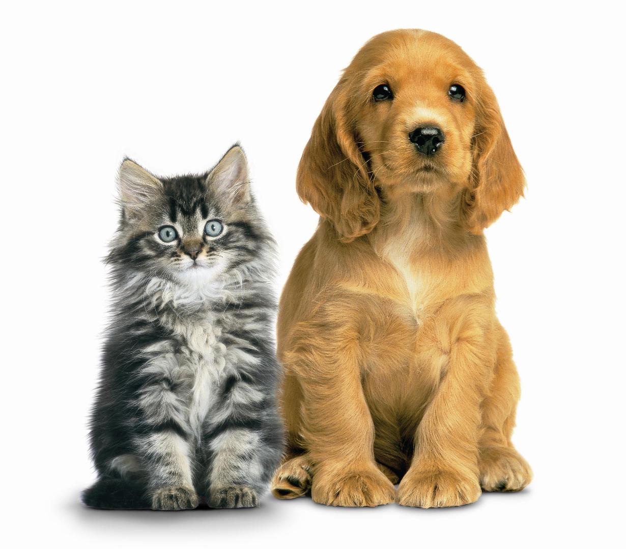 Template meme Mother's Day  pets animals cats dogs adoption