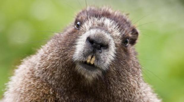 Plantilla de meme Mr Beaver