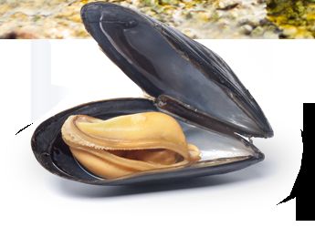 Plantilla de meme Mussel