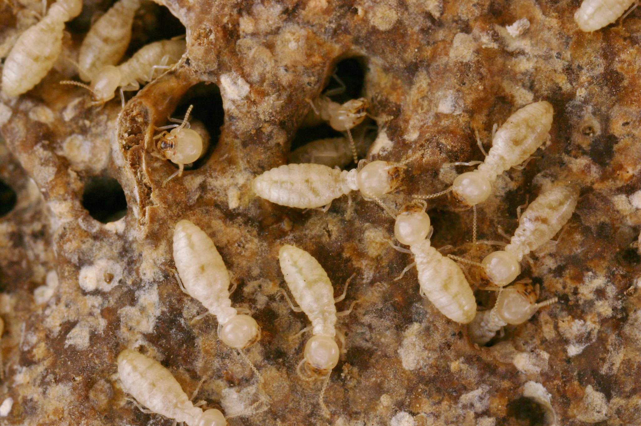 Plantilla de meme Nano-Termites