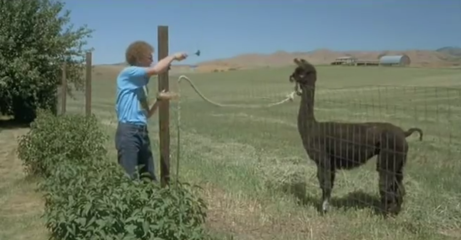Plantilla de meme Napoleon Dynamite Tina
