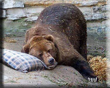 Plantilla de meme Narcoleptic Sleeping Bear Meme