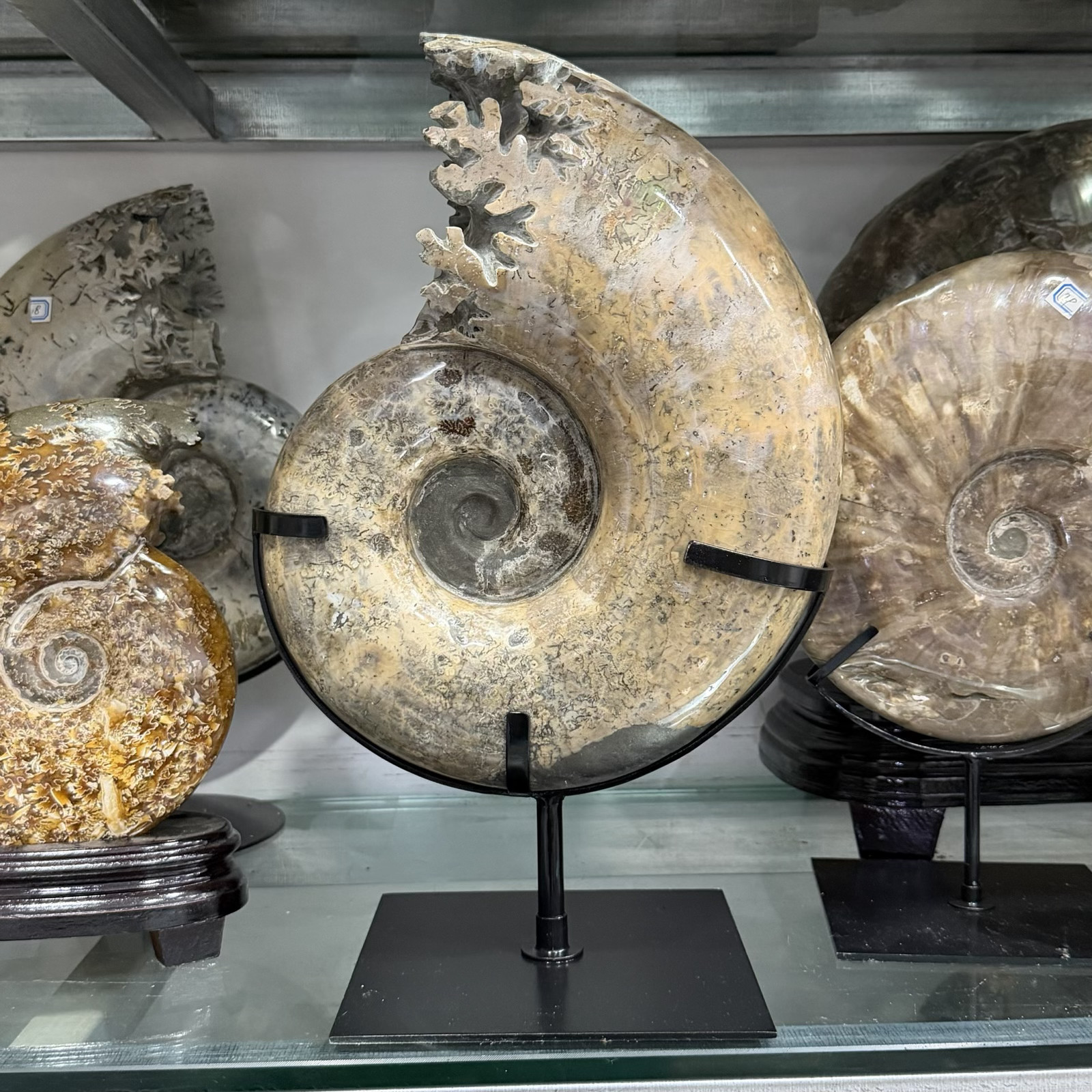Plantilla de meme Natural Ammonite Fossil Olecranon Conch Crystal Mineral Specimen