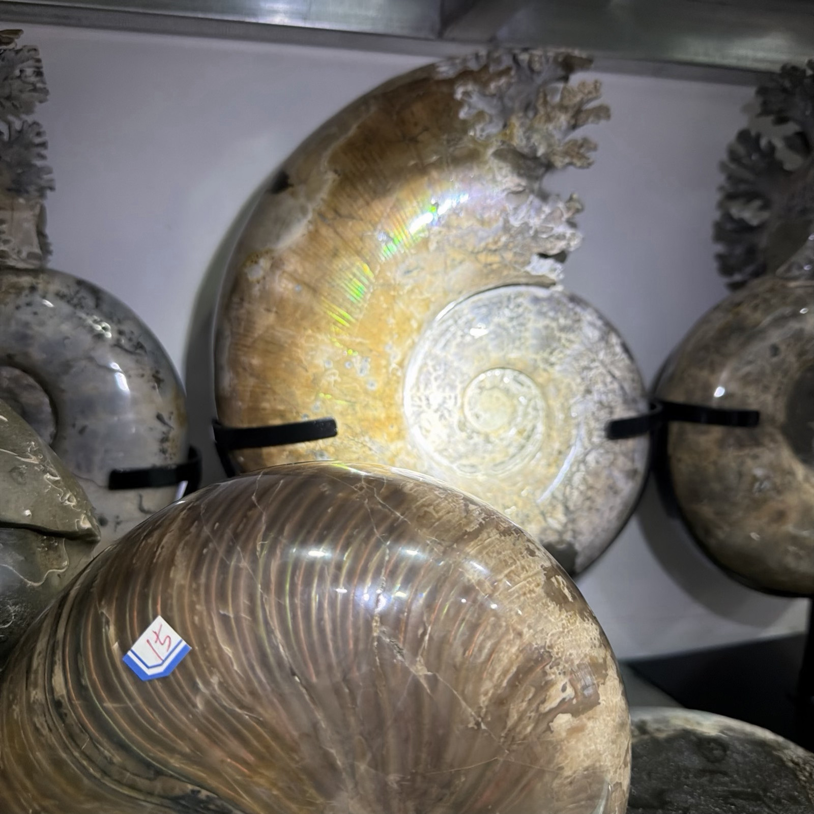 Plantilla de meme Natural Rainbow Ammonite Fossil Olecranon Conch Crystal