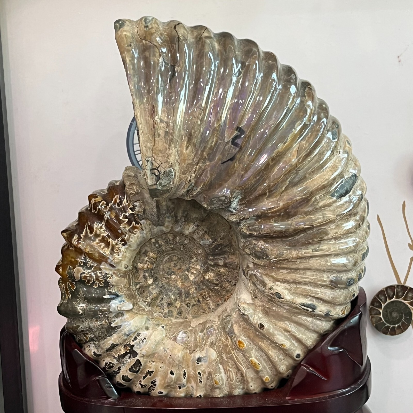 Plantilla de meme Natural Rainbow Ammonite Fossil Olecranon Conch Crystal Mineral