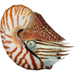 Nautilus meme template