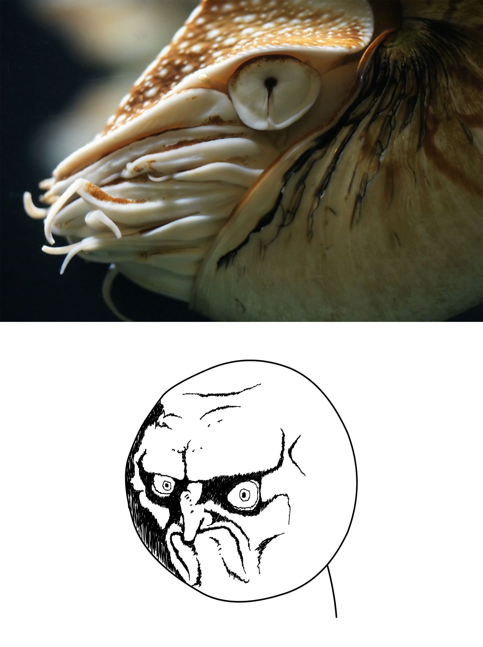 Nautilus Rage Face meme template