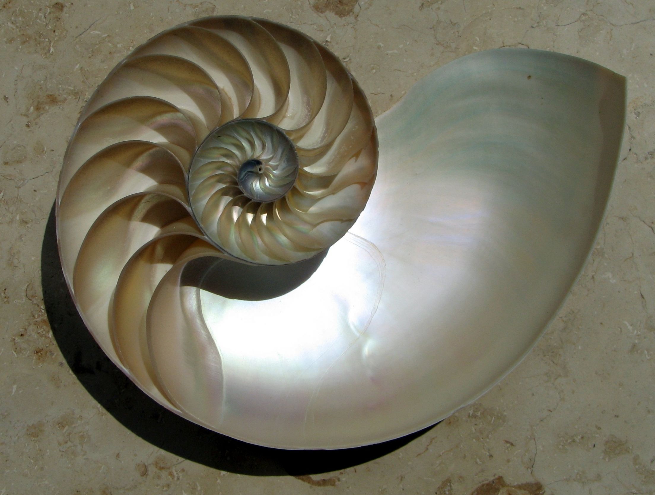 Nautilus Shell meme template