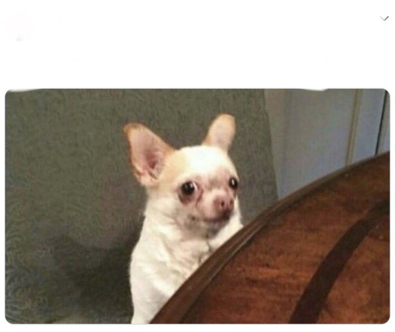 Plantilla de meme Nervous dog