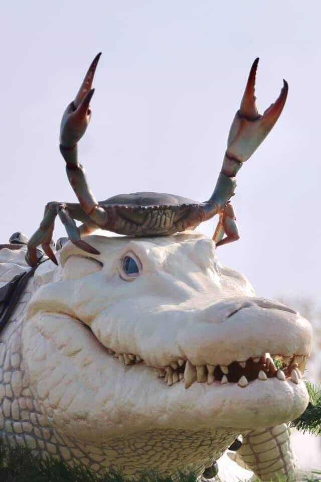 Plantilla de meme Newb Crab carried by Pro Gator