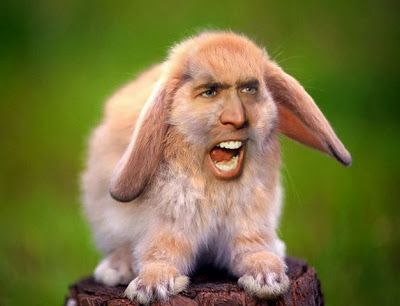 Plantilla de meme Nicolas Cage Bunny