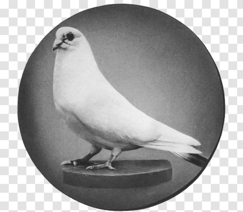Plantilla de meme nikola tesla's bird