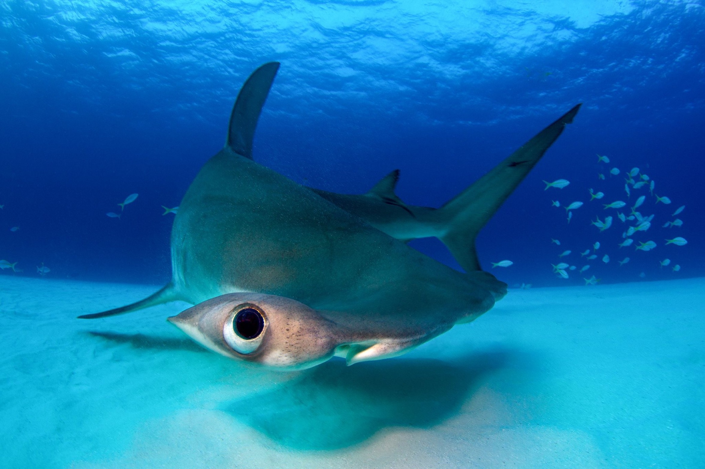 No Fishes? meme template
