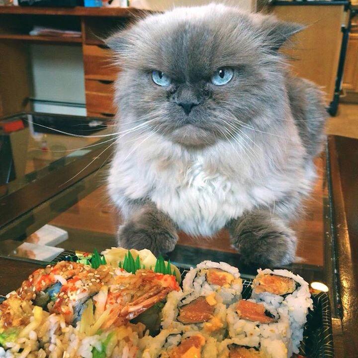 Template meme No Sushi For You!