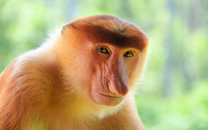 Plantilla de meme nosacz monkey