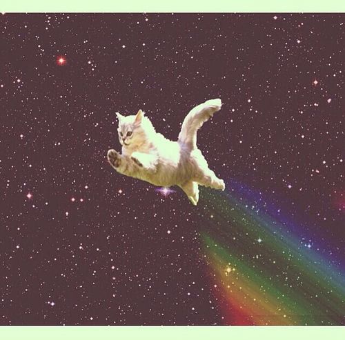 Template meme Nyan Cat Real