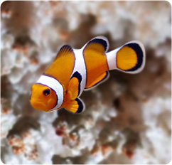 Ocellaris clownfish Nemo meme template
