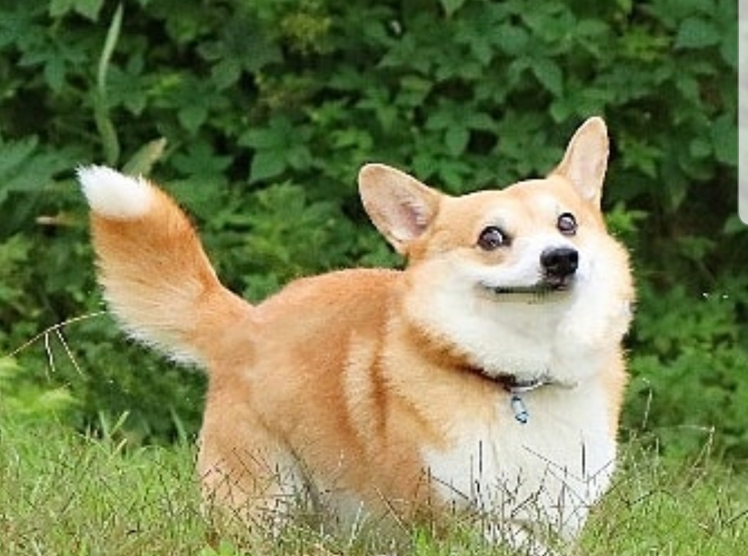 Plantilla de meme OK Boomer Corgi