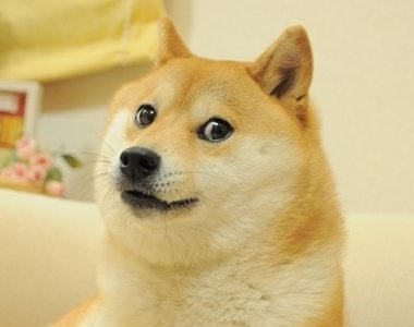 Plantilla de meme OK Boomer Dog