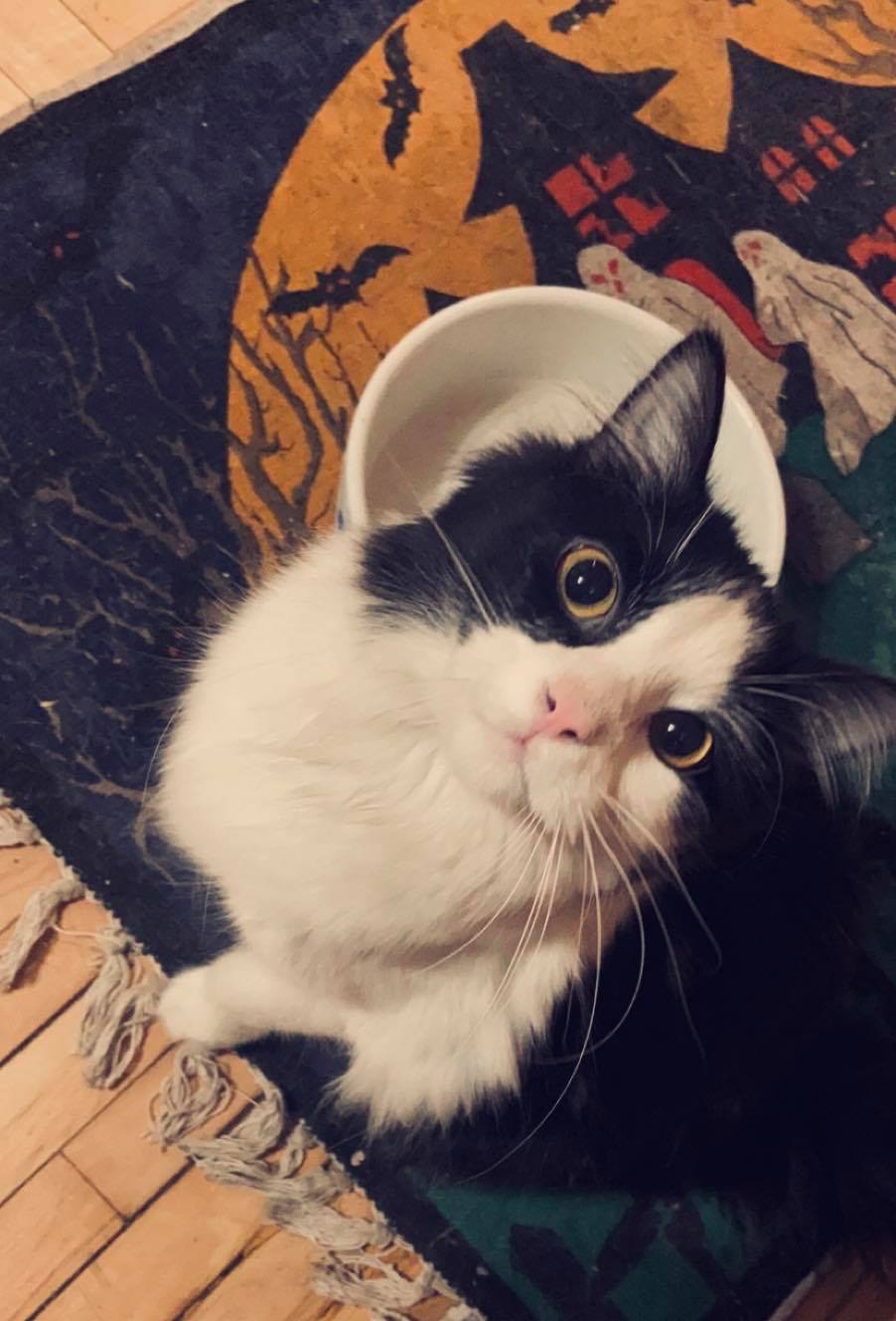 Template meme Oliver Kat and Rich's Cat