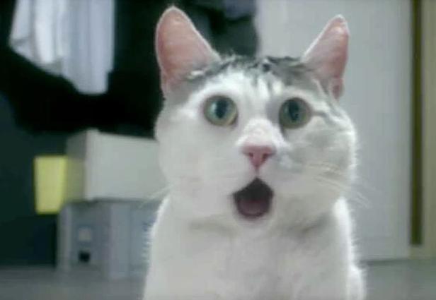 Plantilla de meme OMG Cat