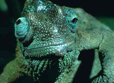 Omniscient Chameleon meme template