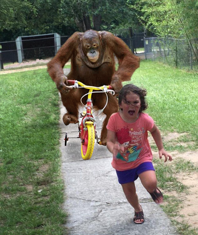 Plantilla de meme Orangutan chasing girl on a tricycle