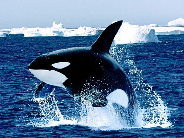 Plantilla de meme orca