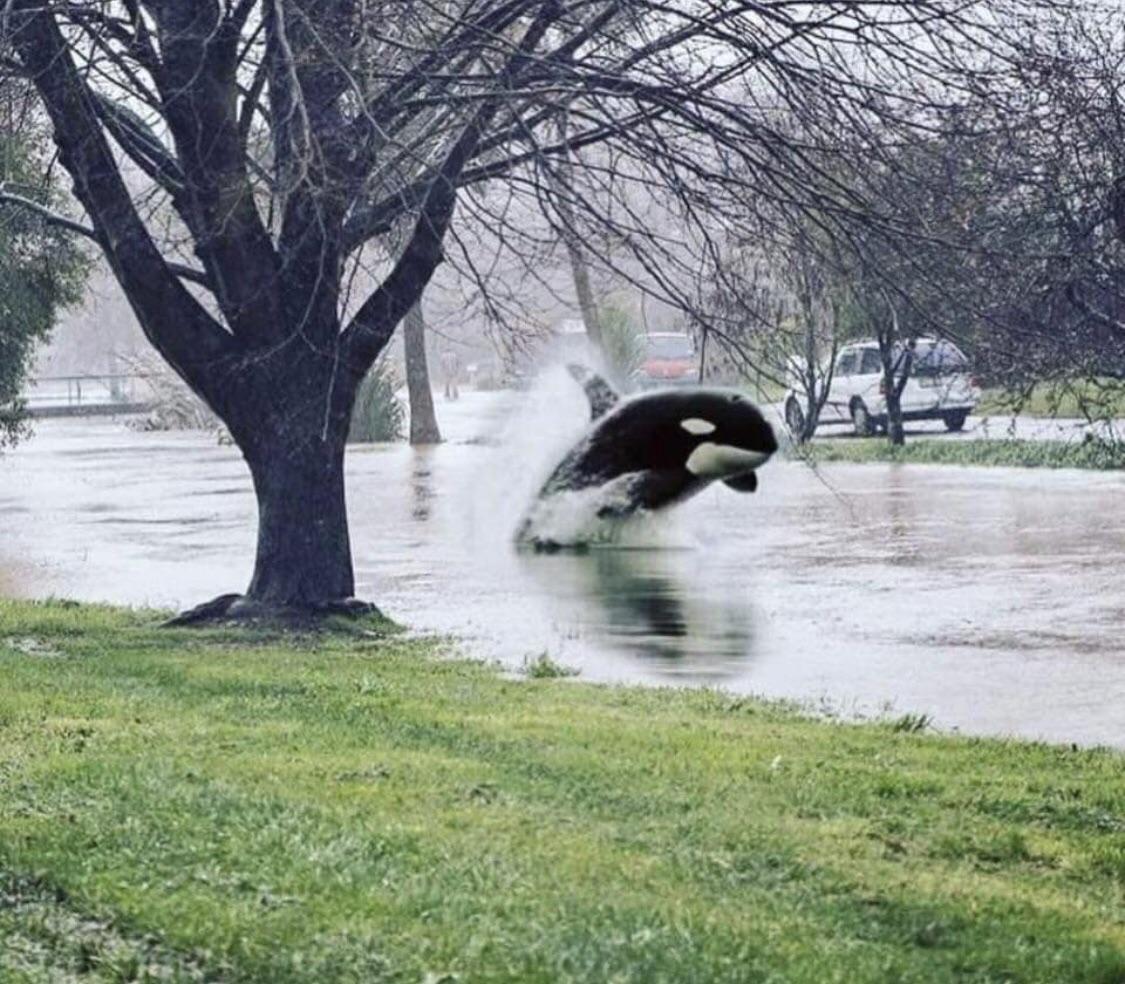 Plantilla de meme Orca in the Park