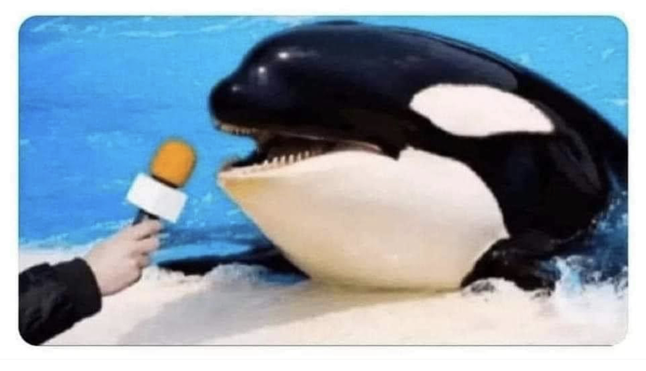 Orca interview meme template