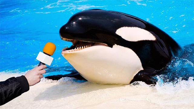 Plantilla de meme Orca mic